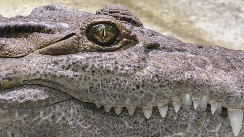Un alligator énorme de 317 kg a été découvert dans un fossé d'irrigation en Géorgie le 25 février 2019. (Image représentative/Pixabay) 