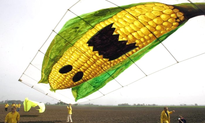 Des militants de Greenpeace font voler un cerf-volant portant un épi de maïs géant pour protester contre la culture du maïs génétiquement modifié. Selon Greenpeace, la société américaine Monsanto a diffusé sur le terrain des semences transgéniques de type MON810. (Michael Kappeler/AFP/Getty Images)