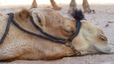 Un chameau attristé par la mort de son acolyte policier cesse de se nourrir et de boire