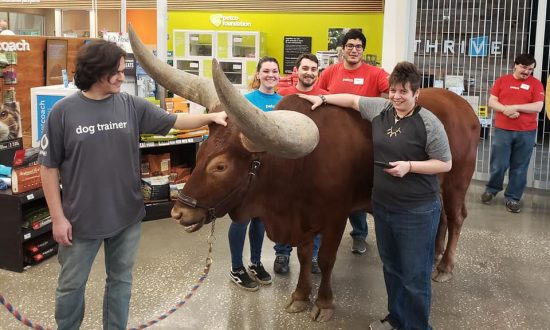 Un taureau en laisse est amené dans un magazin d’animaux de la région de Houston le 18 mars 2019. (Shelly Lumpkin)