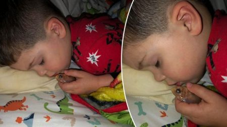 Une maman trouve son enfant de 4 ans endormi avec un poisson rouge à la main, il «voulait juste le caresser»