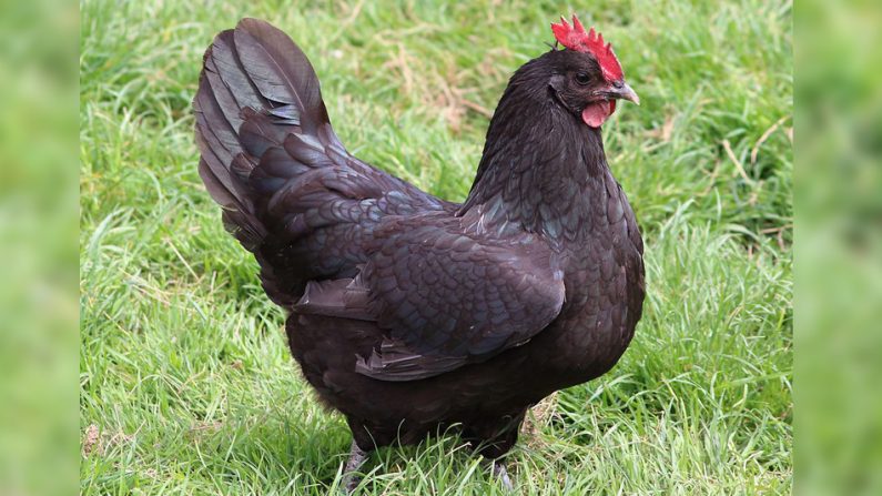 La poule de Janzé est une poule domestique qui adore manger les frelons asiatiques - Crédit : Yann Gwilhoù/Wikimedia