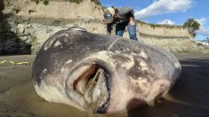 Un énorme poisson à l’allure étrange s’échoue sur une plage californienne. Pour les scientifiques, cette découverte est sans précédent
