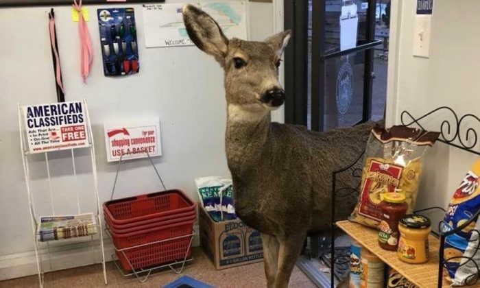 Un cerf est entré dans une boutique à Fort Collins, Colorado. (Lori Jones)
