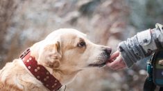 Un promeneur appelle sur Facebook à retrouver le « pourri » qui a abandonné un chien