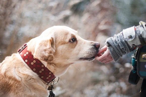 Doubs : un appel à témoins a été lancé pour retrouver le propriétaire d'un chien attaché, abandonné. (Photo d'illustration : Pixabay) 