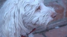 Une vidéo montre un facteur pulvérisant régulièrement un chien avec du gaz poivré