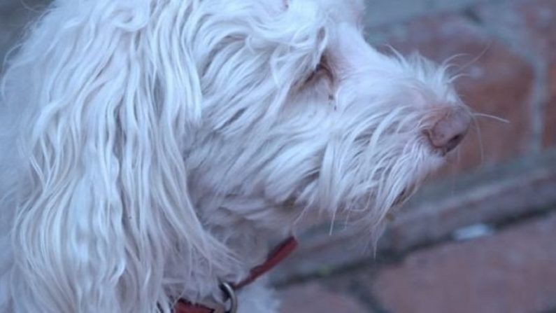 Un père et propriétaire de chien du quartier d'Otay Mesa (San Diego, Californie) montre une vidéo de surveillance révélant qui faisait du mal à son chien. (Photo par CNN)