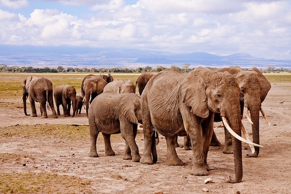 La "Reine des éléphants" s'en est allée. Elle était l' une des dernières de son espèce majestueuse à porter  des "défenses géantes".(Photo d'illustration : Pixabay)