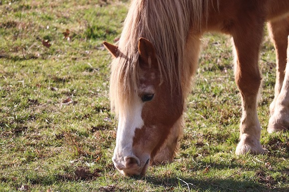 Maltraitances : les chevaux victimes de mauvais traitements, reprennent peu à peu goût à la vie au Grand Refuge pour équidés de la société Protectrice des Animaux ( SPA) en Normandie. (Photo d'illustration : Pixabay)
