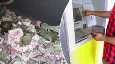 Un rat entre par effraction dans un guichet automatique indien et meurt après avoir mangé des billets de banque d’une valeur de 17.000€