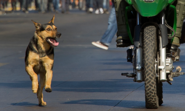 Un chien poursuit un motocycliste (Martin Bernetti /AFP/Getty Images).