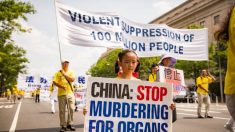 Des médecins chinois admettent avoir prélevé de force des organes sur des pratiquants de Falun Gong