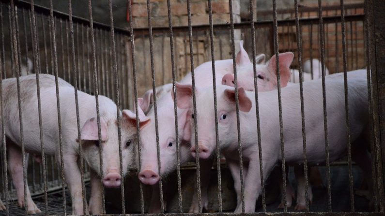Yvelines : le directeur de l'abattoir porcin de Houdan, trois ex-salariés et un agent public ont été condamnés à des amendes après une plainte pour maltraitance animale. (Photo d'illustration : Pixabay)
