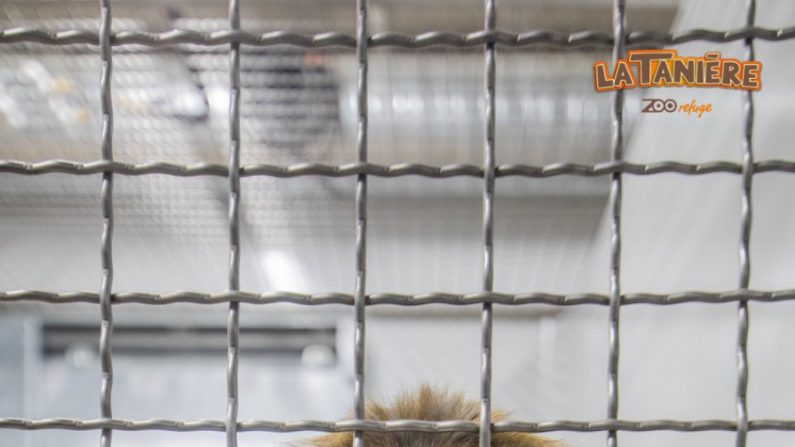 Les singes de laboratoires "rescapés" ont droit à une nouvelle vie grâce au parc animalier-refuge La Tanière.
(Capture d'écran FB).