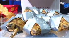 1 500 tortues entourées de ruban adhésif ont été retrouvées dans des valises
