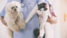 Les animaux « assistants » dans les cliniques vétérinaires procurent un grand réconfort à leurs congénères qui subissent des interventions chirurgicales