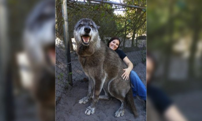 Brittany Allen, bénévole au sanctuaire Shy Wolf, tient Yuki, un chien-loup géant, dans un établissement de Naples, en Floride (Shy Wolf Sanctuary)
