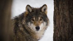 84 % des Français sont en faveur de la protection des loups