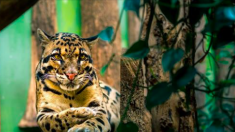 Le zoo de l’Ohio partage d’adorables photos de panthères nébuleuses « vieilles » de 1 mois
