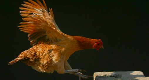 Un poulet volant dans un élevage de poulets en Chine. (Chine Photos/Getty Images)
