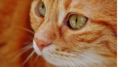 L’Australie projette d’abattre 2 millions de chats de gouttière