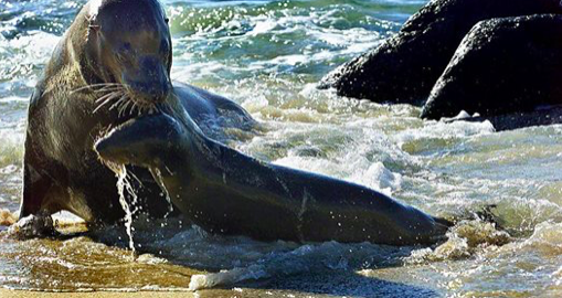 Une photo illustrant des otaries (Martin Bernetti AFP/Getty Images)
