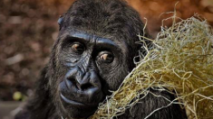 Les derniers gorilles du monde en danger critique d’extinction posent pour des selfies incroyables avec des gardes forestiers anti braconnage.