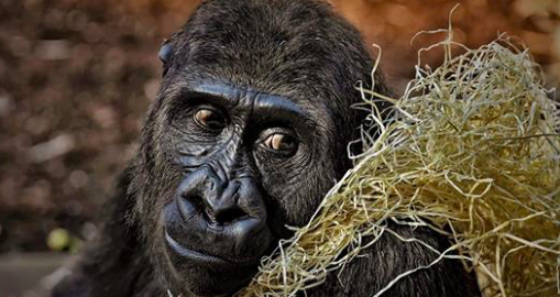 Anti Poaching Rangers - gardes forestiers anti-braconnage - Stock image d'un gorille. (Alexas_Fotos/Pixabay)
