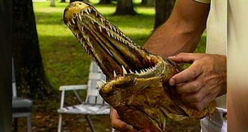 Une tête de garpique alligator préservée, et montrée lors d'une exposition. (Betty Wills/Wikimedia Commons)
