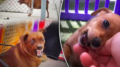 Une chienne sans-abri et enceinte grogne contre ses sauveteurs, mais ça se termine avec une nouvelle famille d’accueil