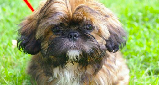 Dossier photo d'un Shih Tzu, la même race de chien qui a mordu Christine Caron, entraînant une septicémie et l'amputation de trois de ses membres. (Pixabay)
