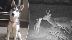 Une femme retrouve son husky, disparu depuis plusieurs jours, dans les bois et se liant d’amitié avec un cerf sauvage