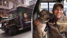 Un chien de refuge saute dans le camion d’un livreur et c’est ainsi que sa vie est changée à jamais