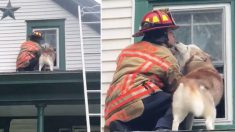 Un husky remercie un pompier de la façon la plus adorable qui soit après avoir été sauvé du toit de sa maison