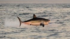 Télé réalité: des requins en chasse dans des forêts d’algue