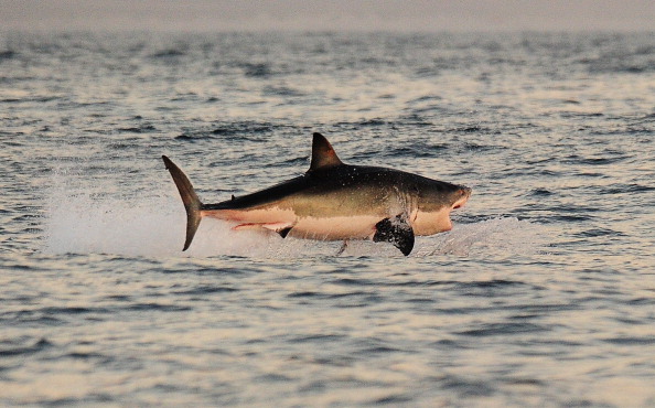 -Un requin blanc saute hors de l'eau alors qu'il chassait les phoques à fourrure du Cap près de False Bay. Photo CARL DE SOUZA / AFP / Getty Images.