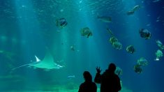 Boulogne-sur-mer: tous les requins-marteaux sont morts à Nausicaa