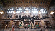 Un spectaculaire dinosaure sous le marteau en juin à Paris