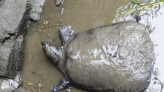 Décès de la dernière tortue du Yangtsé, seule femelle connue de son espèce