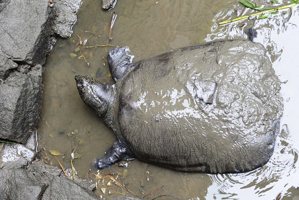 La dernière tortue femelle molle du Yangtsé est décédée au zoo de Suzhou, dans la province chinoise du Jiangsu.   (Photo STR/AFP/Getty Images)