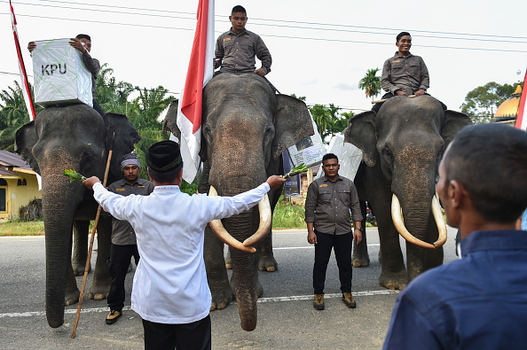 -Les mahouts indonésiens chevauchent des éléphants qui transportent le matériel électoral vers un bureau de vote lors de l'élection présidentielle de Trumon, dans la province du Sud d'Aceh, le 17 avril 2019. Photo de CHAIDEER MAHYUDDIN / AFP / Getty Images.