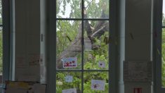 Tarn-et-Garonne – Chute d’un arbre dans une école: l’un des enfants amputé de la jambe