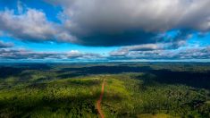 Déforestation : en 2018, douze millions d’hectares de forêts tropicales ont été détruits