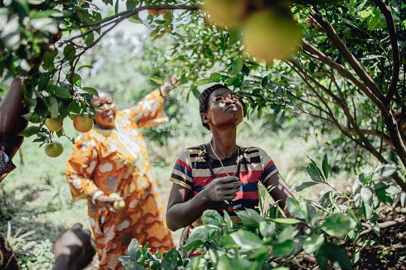 -Les femmes récoltent des oranges sur l'île d'Idjwi, au lac Kivu, le 5 avril 2019, où les produits locaux et biologiques sont abondants. Au milieu du lac Kivu et de l'est de la RDC, déchirée par la guerre, l'île d'Idjwi est le seul territoire à être épargné par la violence qui touche des millions de civils depuis 25 ans. Photo de Luke DENNISON / AFP / Getty Images.
