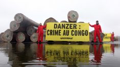 Conflit forestier en RDC : procès en appel des policiers et soldats pour violences