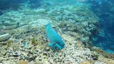Australie: les coraux les plus au sud du globe touchés par le blanchissement (chercheurs)