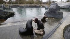 Des jeux et de l’entraînement pour les animaux du zoo de Paris
