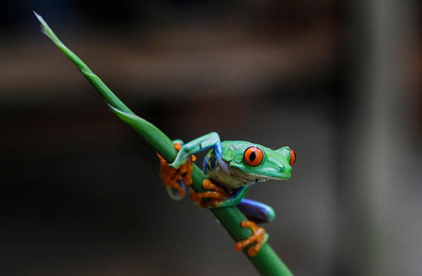 -Une grenouille verte aux yeux rouges (Agalychnis callidryases) photographiée dans la réserve faunique privée de Montibelli, dans la municipalité de Ticuantepe, à 15 km au sud de Managua, le 9 septembre 2016. Photo : INTI OCON / AFP / Getty Images.