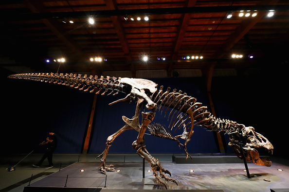 -Le fossile fait partie de la collection Naturalis et représente plus de 80% du volume osseux présent. Le Tyrannosaurus rex est le plus complet au monde, tous les os sont extrêmement bien conservés. Photo de Dean Mouhtaropoulos / Getty Images.